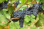 Private Wine Tour: Cousino Macul and Concha y Toro Wineries