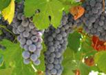 Muir Woods and Wine Country 2 Day Hotel Tour