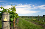 Napa and Sonoma Eco Wine Tour with Biodynamic Wine Tasting