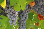 Wine Country and Muir Woods Overnight Tour