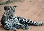 Private Four Day Safari to Lake Nakuru and Maasai Mara National Reserve