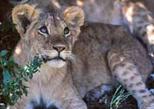 Private Four Day Safari to Samburu and Aberdares