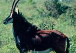 Private Safari at Shimba Hills