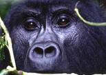Private Five Day Queen Elizabeth National Park and Mountain Gorillas Safari