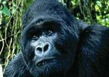 Private Three Day Mountain Gorillas of Uganda Safari