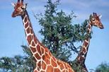 Private Overnight Safari to Serena Sweetwaters
