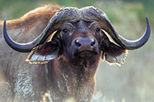 Private Three Day Safari to Maasai Mara National Reserve