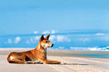 Fraser Island 4WD Safari from Hervey Bay