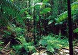 Overnight Fraser Island 4WD Wilderness Safari from Hervey Bay