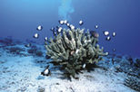 Kona Submarine Adventure and Snorkel Dolphin Cruise, Hawaii, Submarine Tours