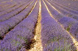 Lavender and Villages in Provence Small Group Day Trip