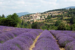 Provence Lavender Small Group Half-Day Trip