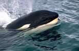 Auckland's Whale and Dolphin Safari Cruise