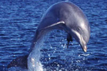 Dolphin Cruise from The Florida Aquarium in Tampa Bay