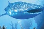 7 Day 4WD Ningaloo Reef Adventure, Perth, 4WD, ATV & Off-Road Tours