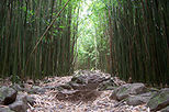 Bamboo Forest Hiking Trek
