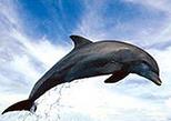Dolphin Watch and Snorkel Cruise