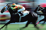 Come Horse Racing Tour at the Hong Kong Jockey Club