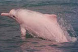 Hong Kong Dolphin Watch