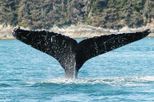 Juneau Whale Watching Adventure and Mendenhall Glacier