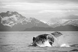 Portage Glacier Cruise