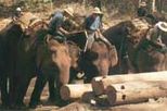 Elephants at Work in Chiang Mai, north Thailand tours
