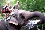 Khao Yai National Park and Elephant Ride Day Trip from Bangkok