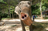 Island Eco Safari on Koh Samui Island