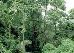 A Glimpse of the Rainforest in Kuala Lumpur Private Tour