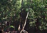 Mangrove Swamp Cruise, Borneo Tours