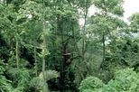 KL Forest reserve, forest in the city, KL day tours