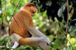 Bako National Park Full-Day Tour from Kuching