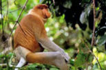 Bako National Park, Borneo tours