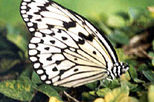 Butterfly Farm and Botanical Garden in Penang, Penang day tours