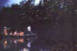 Kuala Selangor Fireflies