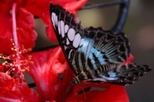Penang Butterfly Farm and Botanical Garden Tour