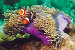 Pulau Payar Marine Park Snorkeling Tour from Penang