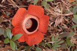 Rafflesia Flower and Gunung Gading National Park Safari from Kuching