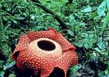Rafflesia Safari, Borneo day tour