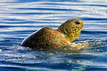 Satang Island Turtle Conservation and Snorkeling Day Trip from Kuching