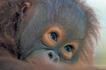 Semenggok Wildlife Rehabilitation Centre, Sarawak tours