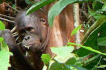 Sepilok Orang Utan Rehabilitation Center in Sandakan