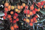 Tropical Fruit Farm in Penang, Penang round island tour