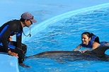 Be a Dolphin Trainer for a Day in Cabo San Lucas