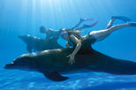 Special Offer: Swim with the Dolphins in Cabo San Lucas by Viator