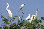 Sunset Eco Tour to Harbor Heron Islands