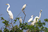 Sunset Eco Tour to Harbor Heron Islands