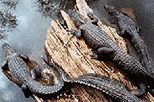 Swamp and Bayou Sightseeing Tour