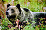 Discover Grizzly Bears from Banff
