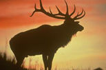 Evening Wildlife Safari